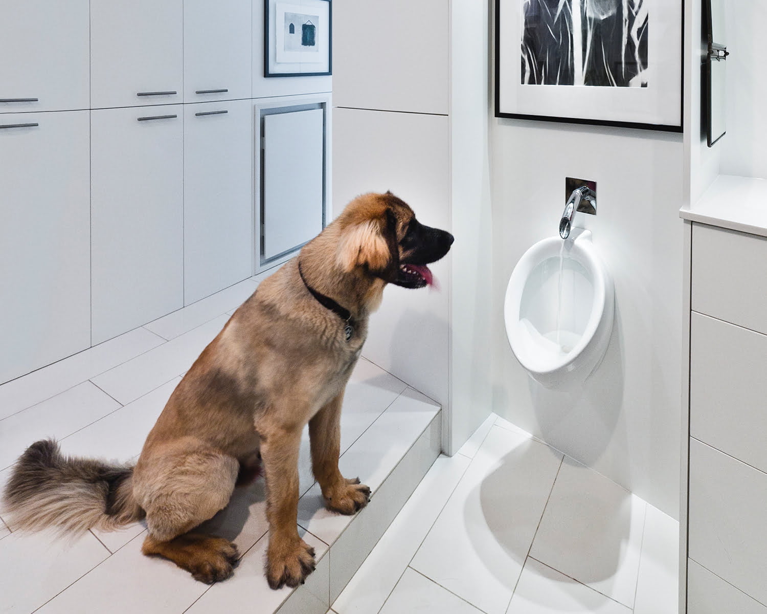 Ottawa Residential Architecture - Redeveloper Apartment water bowl with dog